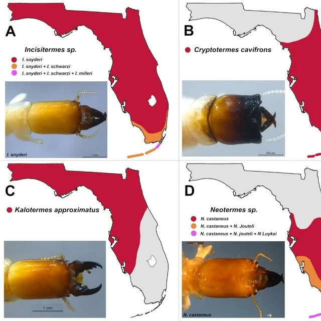 thumbnail for publication: Termite Species Distribution in Florida and UF Termite Identification Services